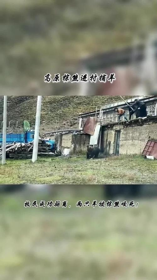 西藏林芝一村民被黑熊袭击 当地回应