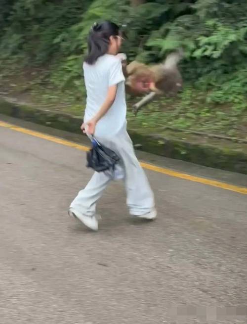 贵州女游客被猴子踢倒骨折
