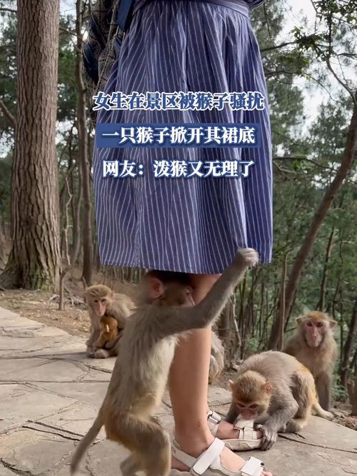 贵州女游客被猴子踢倒骨折