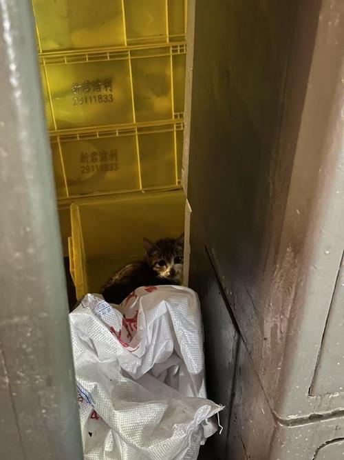 多方回应上海一小区猫屋现猫尸残骸