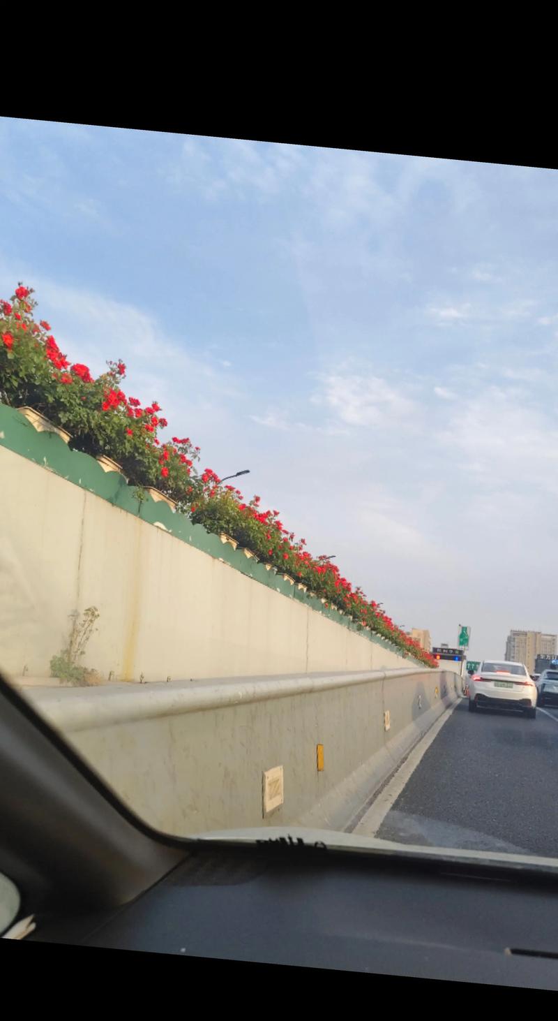 漯河“受降路”路牌前摆满鲜花
