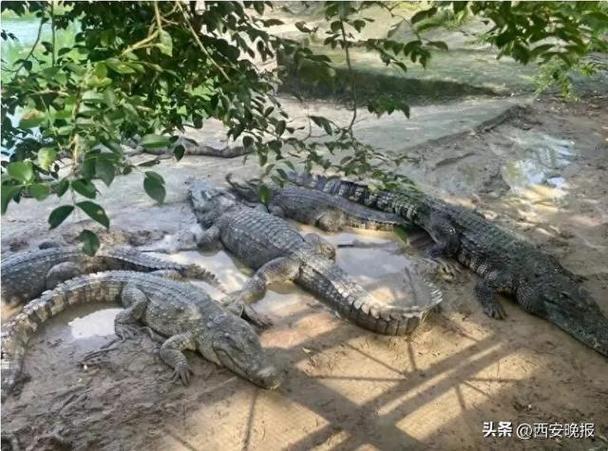 一批鳄鱼被法拍 需自行负责抓捕