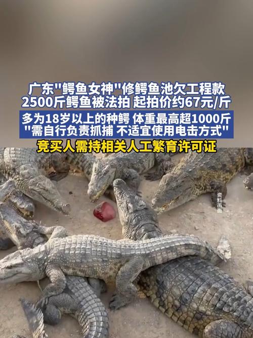 一批鳄鱼被法拍 需自行负责抓捕