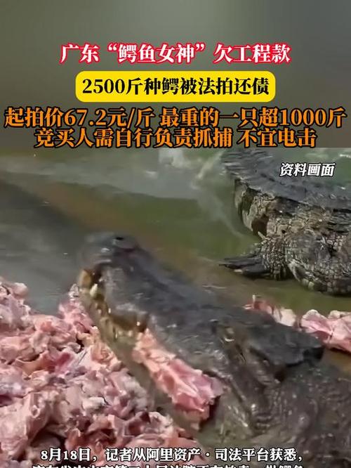 一批鳄鱼被法拍 需自行负责抓捕
