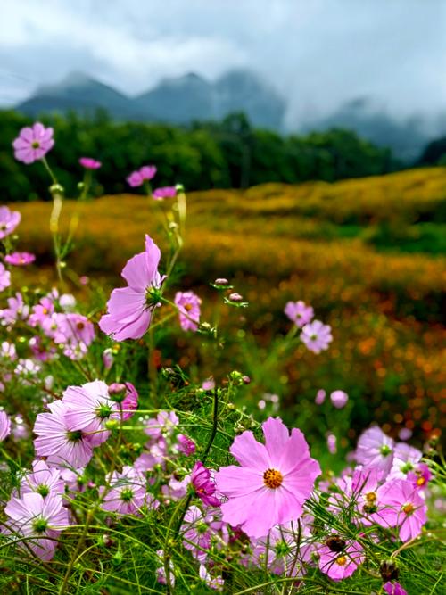 格桑花开映山河