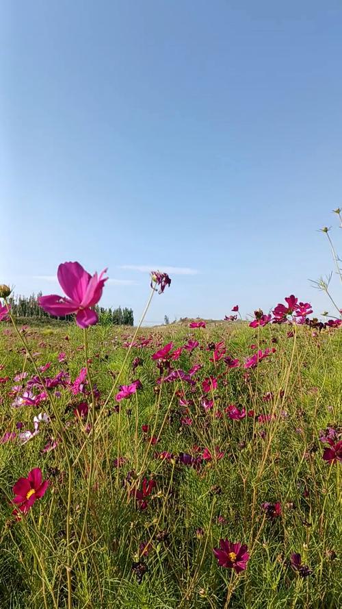格桑花开映山河