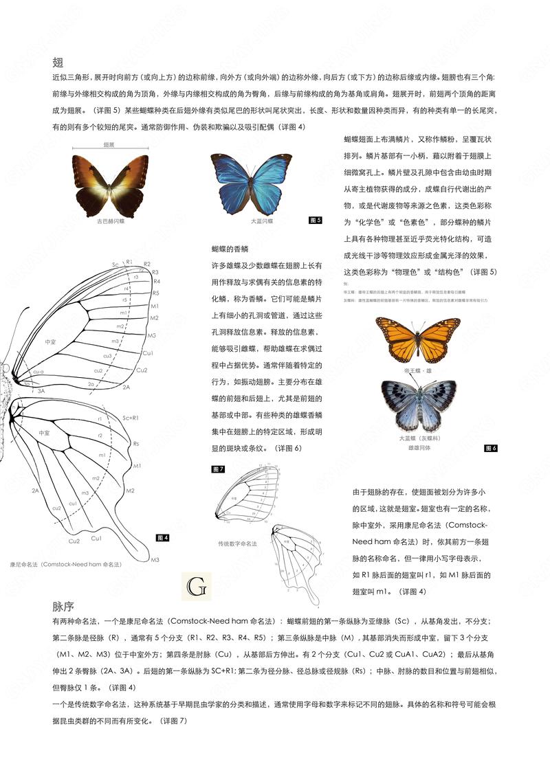 怎么制作ai蝴蝶模型图