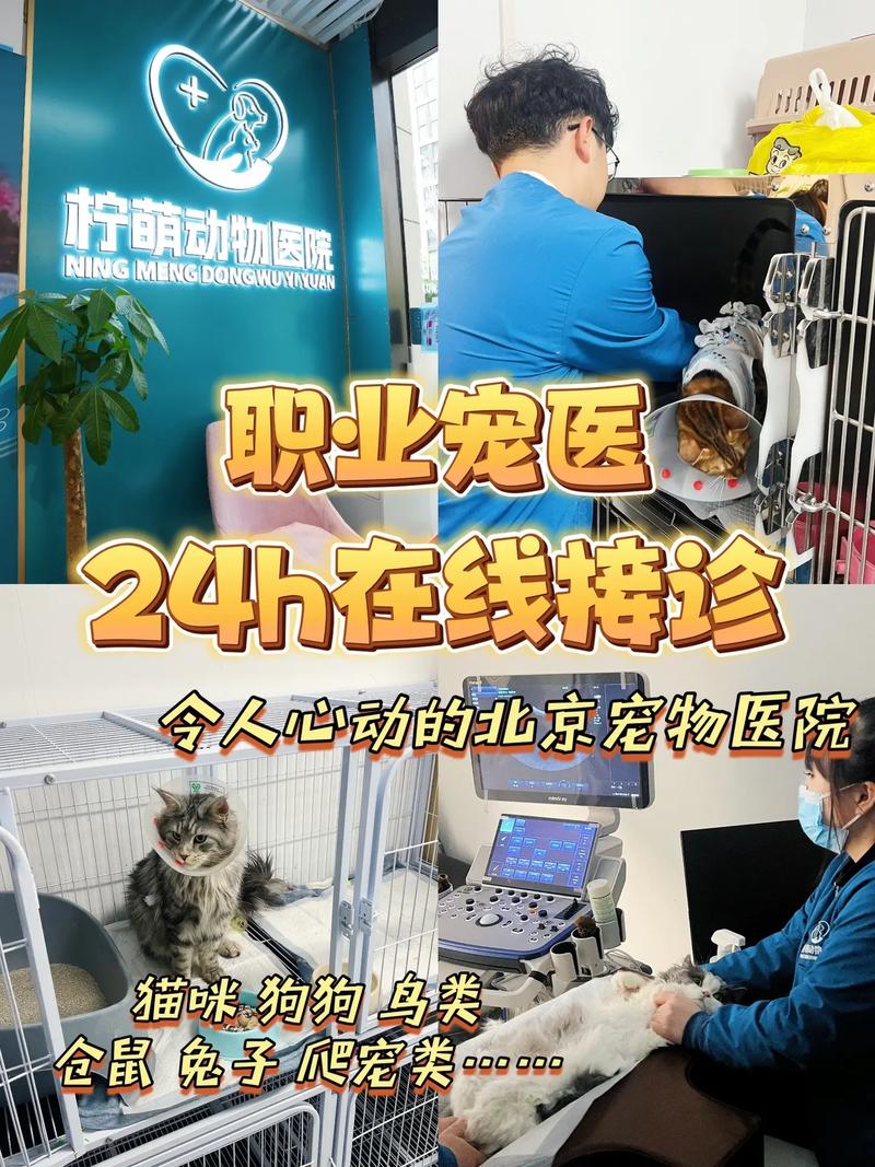北京一动物医院1年接诊超10万