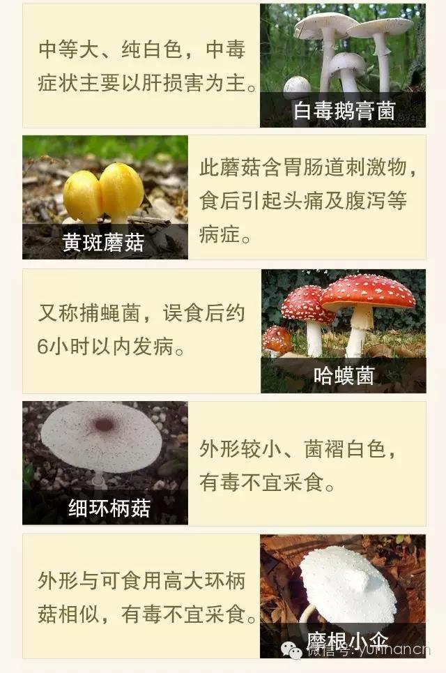 一家9口吃鹅膏菌中毒