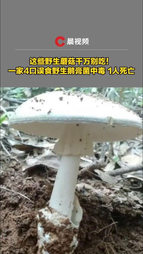 一家9口吃鹅膏菌中毒