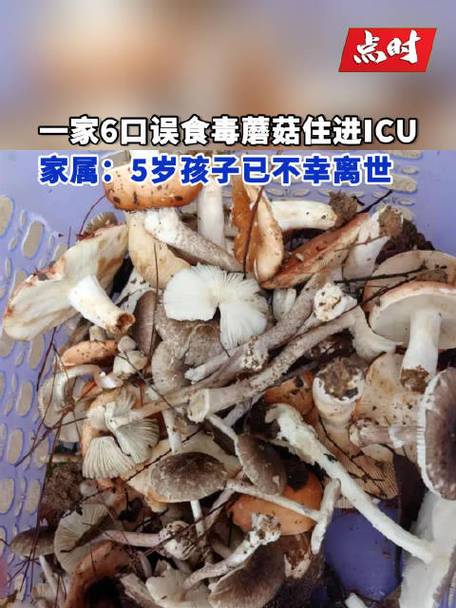 一家9口吃鹅膏菌中毒