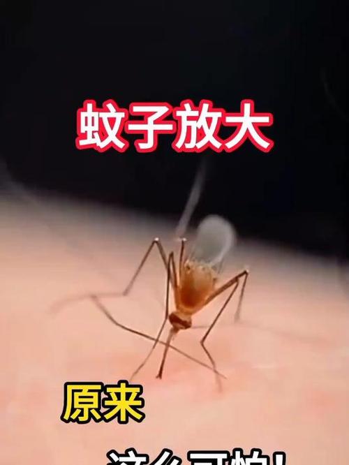 全球“最毒”的蚊子为何批量北上