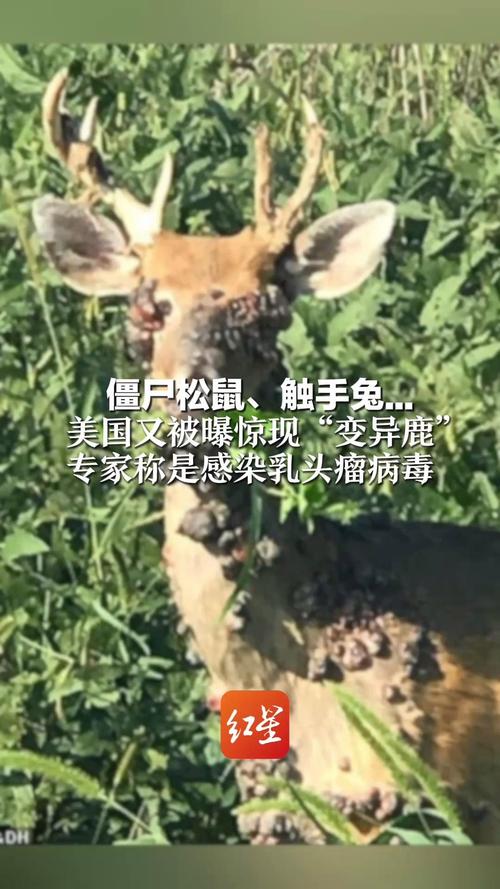 僵尸松鼠触手兔 美国又发现变异鹿