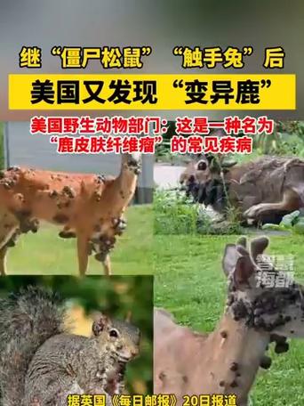 僵尸松鼠触手兔 美国又发现变异鹿