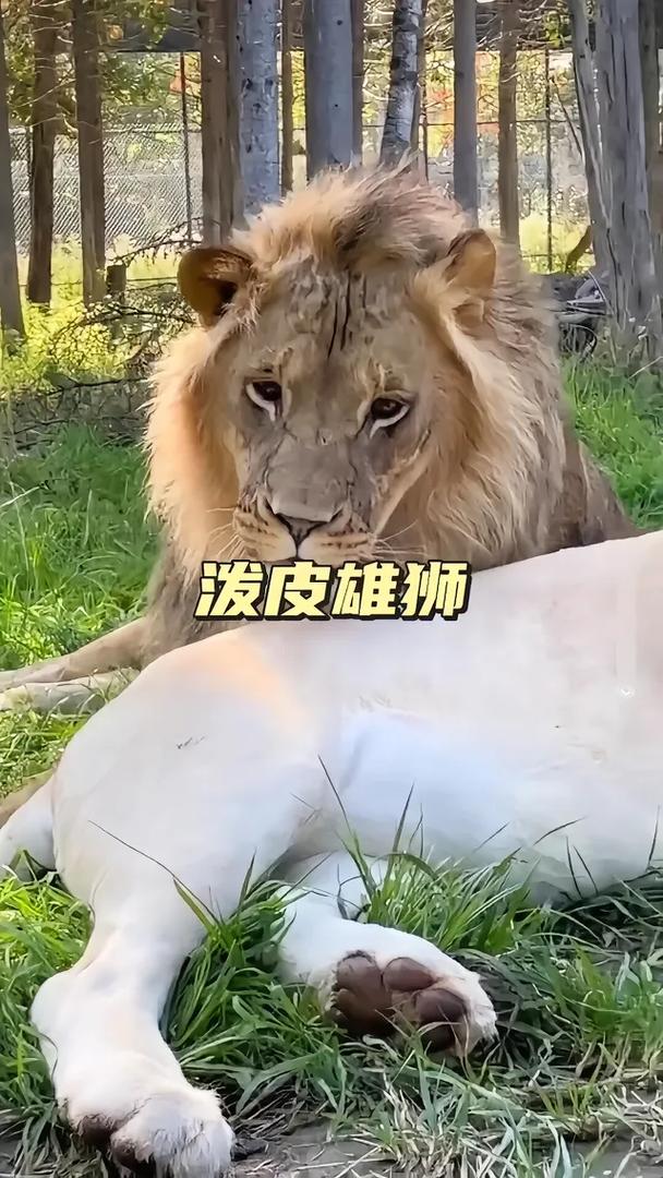 动物园狮子因不爱洗澡走红 酷似乞丐