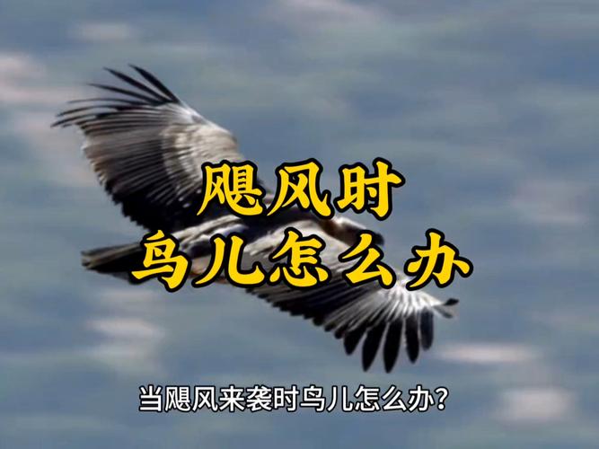 “鸟门”风潮悄然兴起