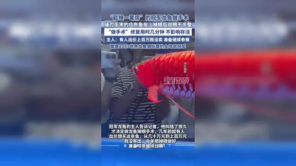 冠军龙鱼做手术修眼 身价值一套房