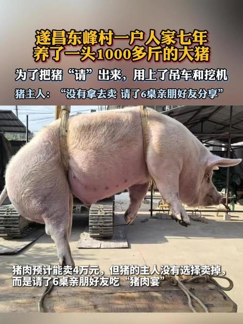 养殖户养一头猪亏36元