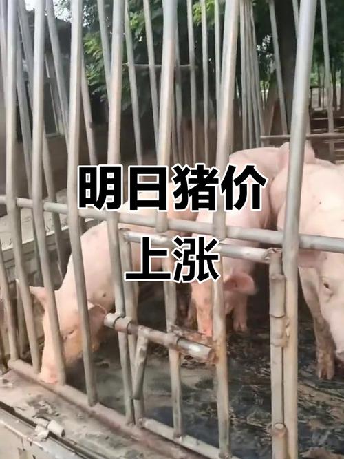 养殖户养一头猪亏36元