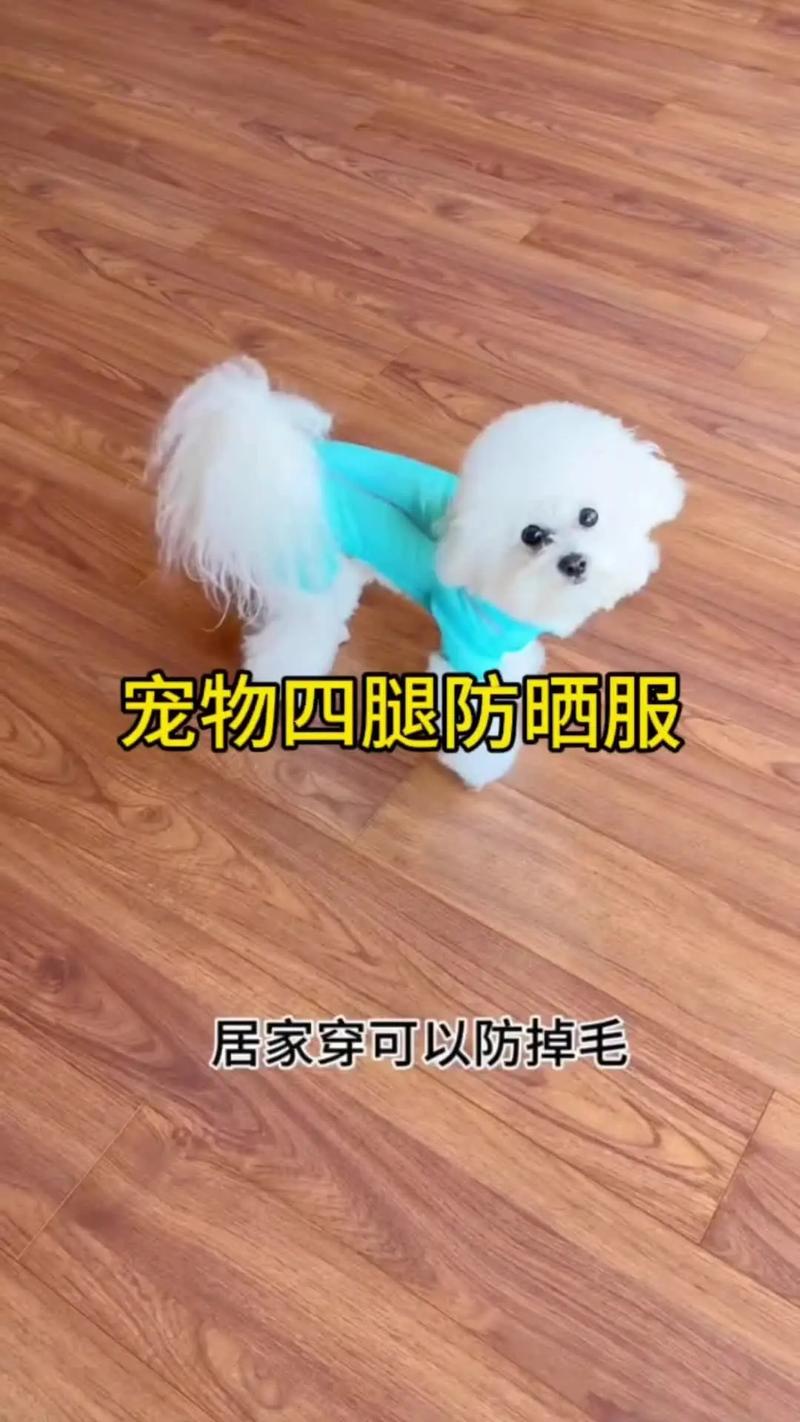 医生谈宠物防晒服走红