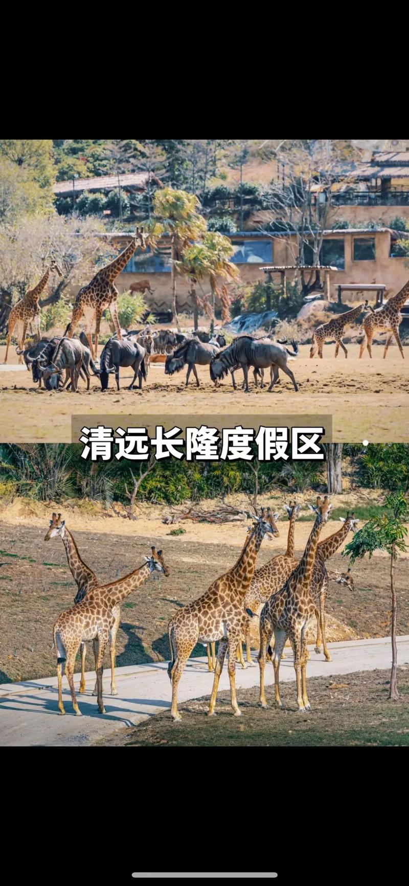 广东清远长隆白犀牛家族再添新丁