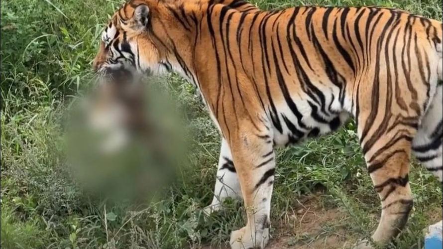 猫咪误入动物园虎园被咬死