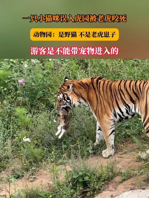 猫咪误入动物园虎园被咬死