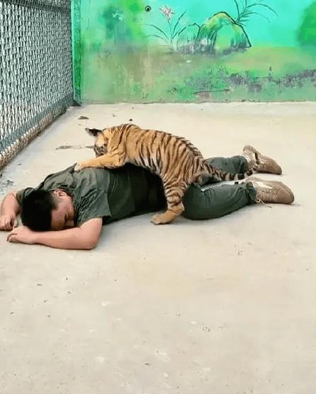 猫咪误入动物园虎园被咬死