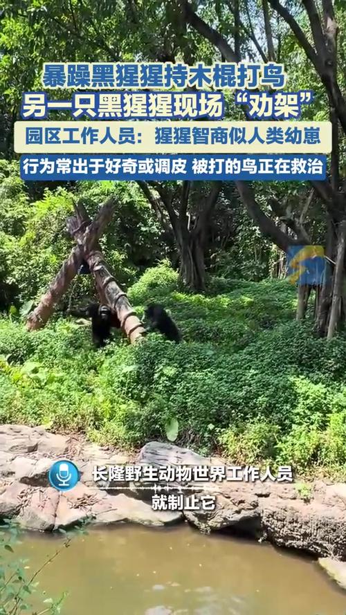 黑猩猩暴打鸭子“同事”被同伴劝架