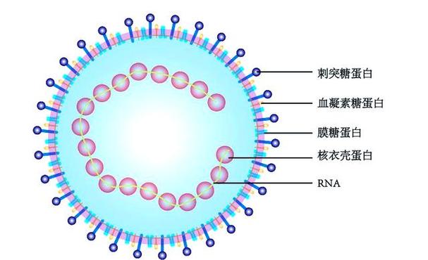 怎么用ai画病毒模型