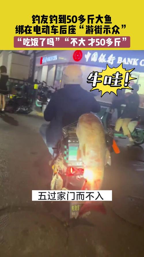 男子电动车后绑60斤大鱼遛街展示