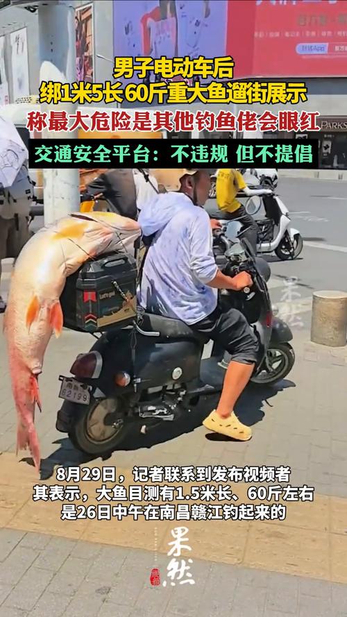 男子电动车后绑60斤大鱼遛街展示