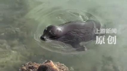 台风送来的海豹“阿侬”成海南团宠