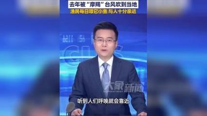 台风送来的海豹“阿侬”成海南团宠