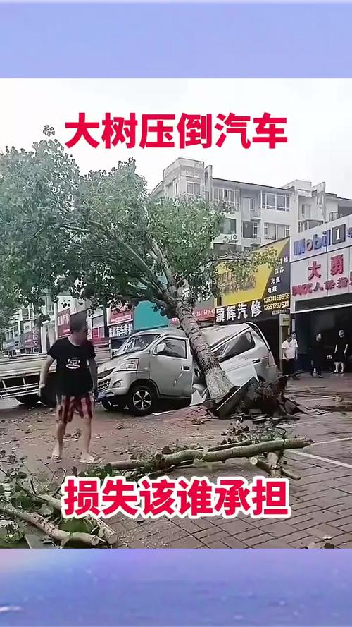 古树砸扁宝马 林业局:车主也有错