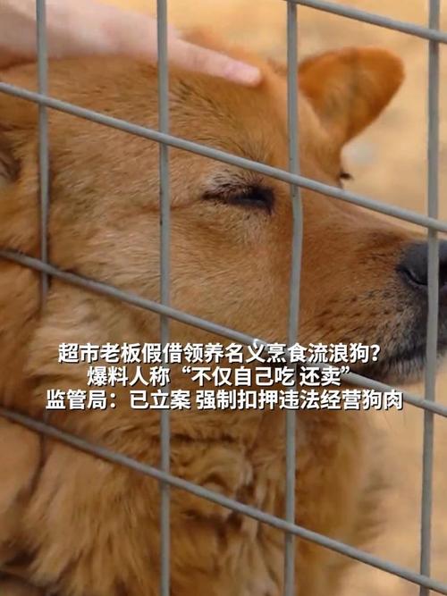 流浪狗到商店乞食 生下小狗托付老板
