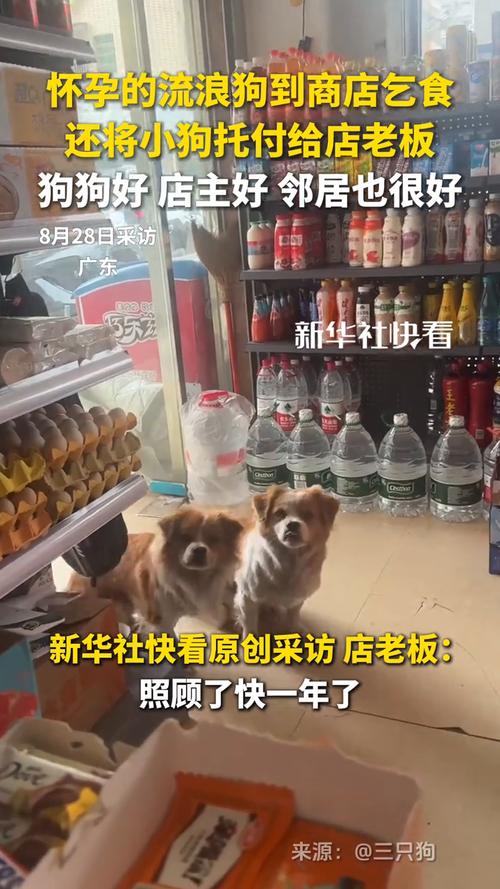 流浪狗到商店乞食 生下小狗托付老板