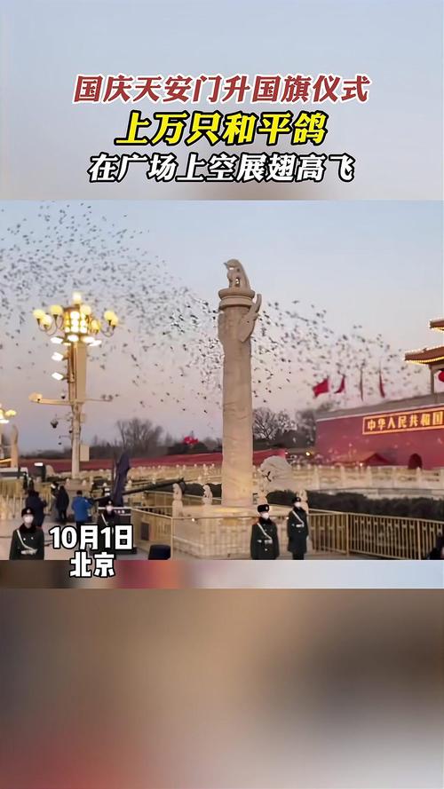 第一批参加阅兵的和平鸽已到家