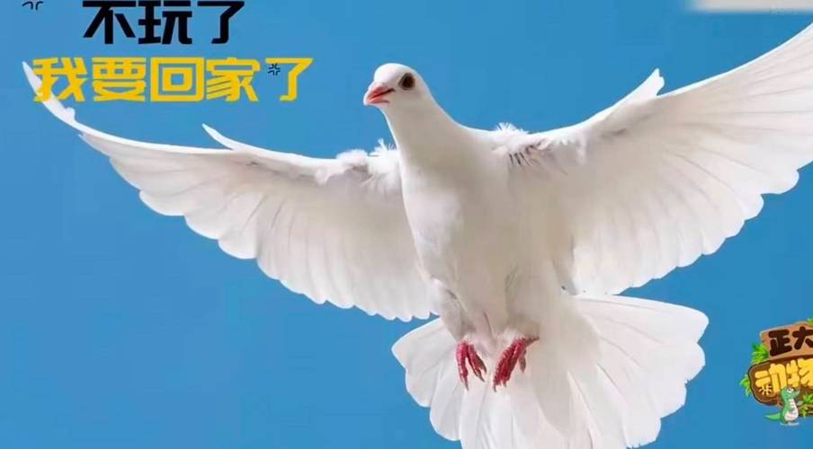 和平鸽每只有15元“工资”