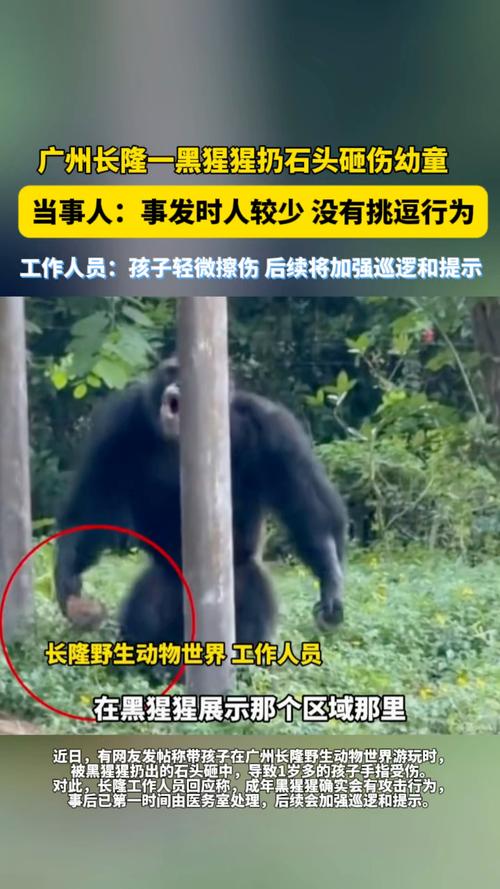 广州一动物园黑猩猩丢石块砸伤幼童