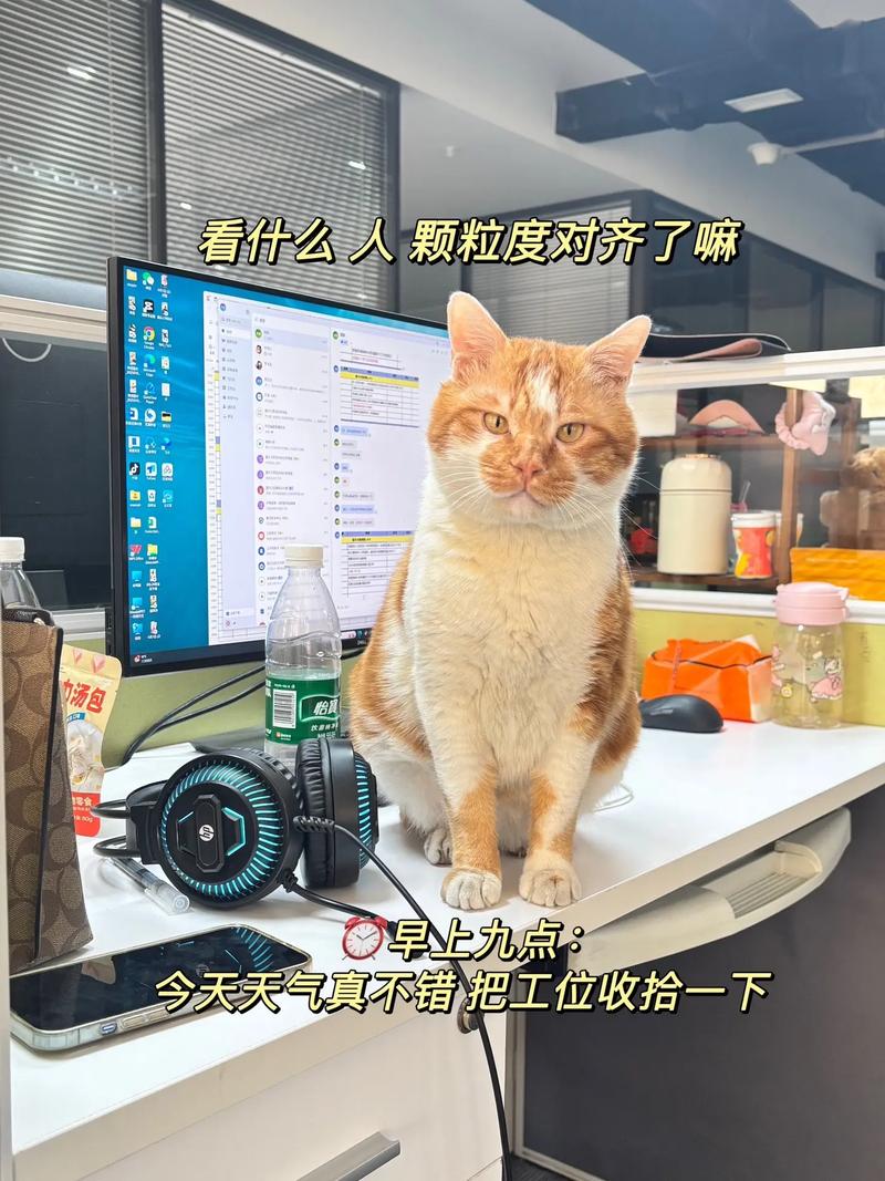 宁波一公司允许员工带宠物上班