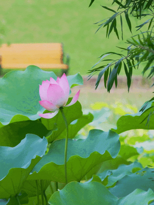 华为9s手机如何设置动态壁纸
