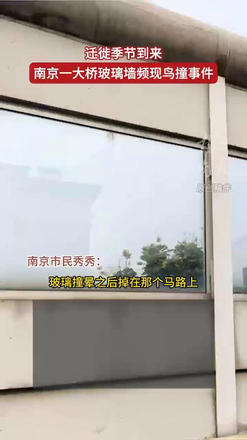 南京一大桥玻璃墙频现撞鸟事件