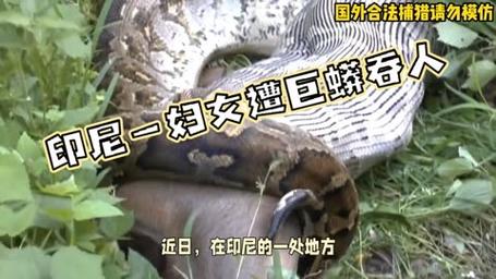 女子表演与蟒蛇亲嘴 未张嘴就遭攻击