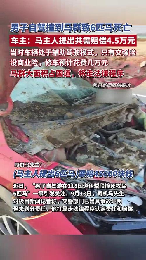 交警回应游客自驾撞死6匹马