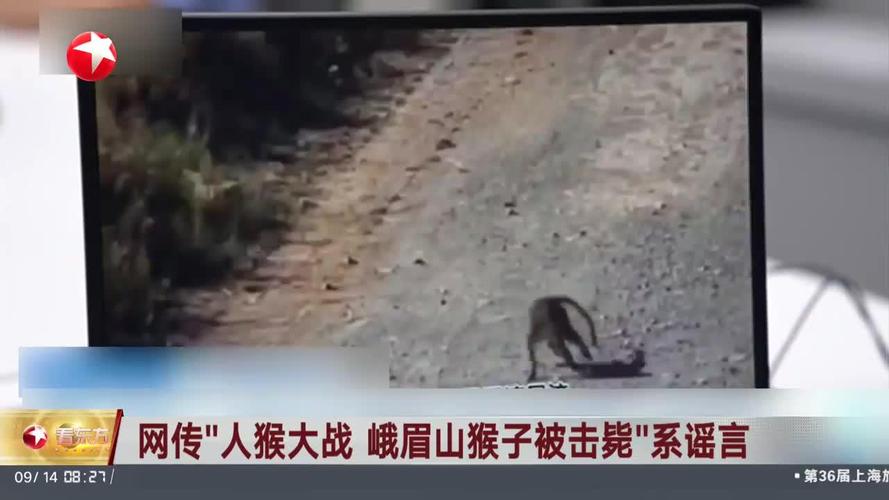 警方辟谣峨眉山猴子被击毙