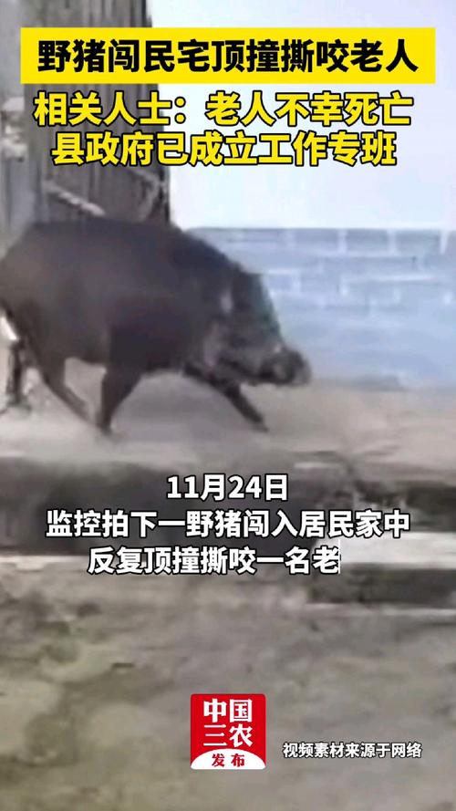 家中闯入野猪大人逃跑把孩子忘房里