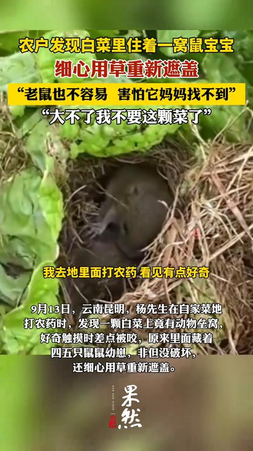 当事人回应白菜里发现老鼠窝