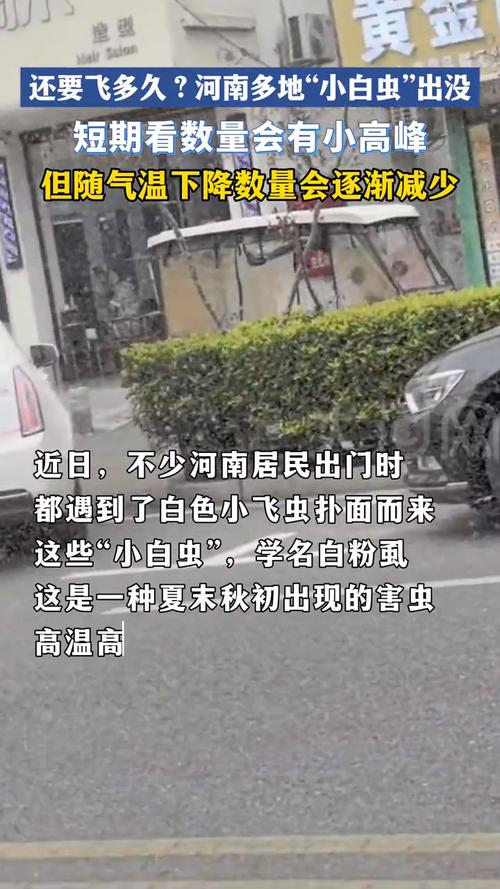 河南多地遭“小白虫”侵袭