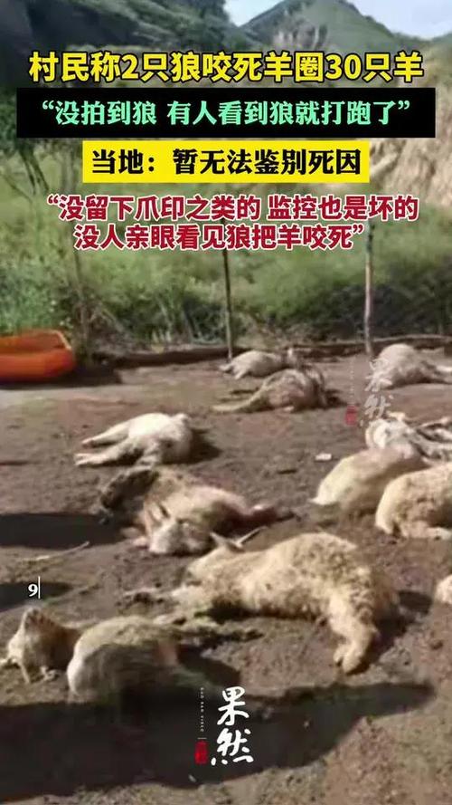 村民称2只狼咬死30只羊 当地回应